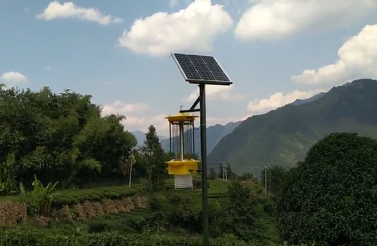 云飛茶園風(fēng)吸式殺蟲(chóng)燈守護(hù)五峰茶園種植安全