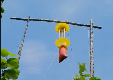 一袋子的害蟲(chóng)，這就是云飛殺蟲(chóng)燈的效果