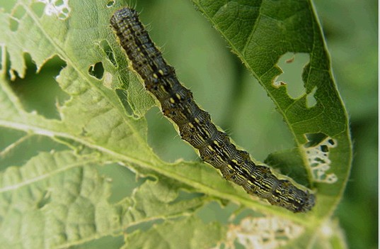 蔬菜病蟲(chóng)害圖片