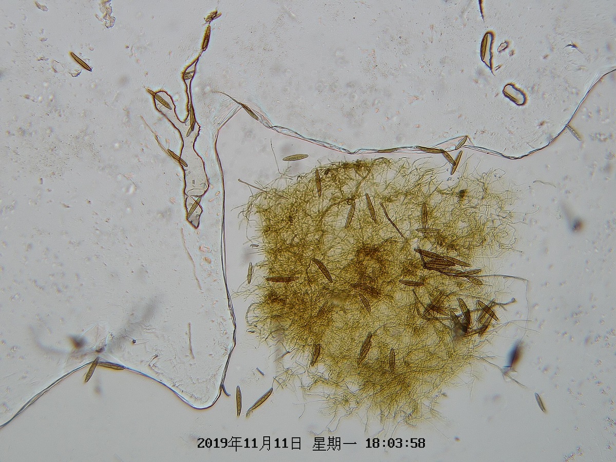 物聯網孢子捕捉儀
